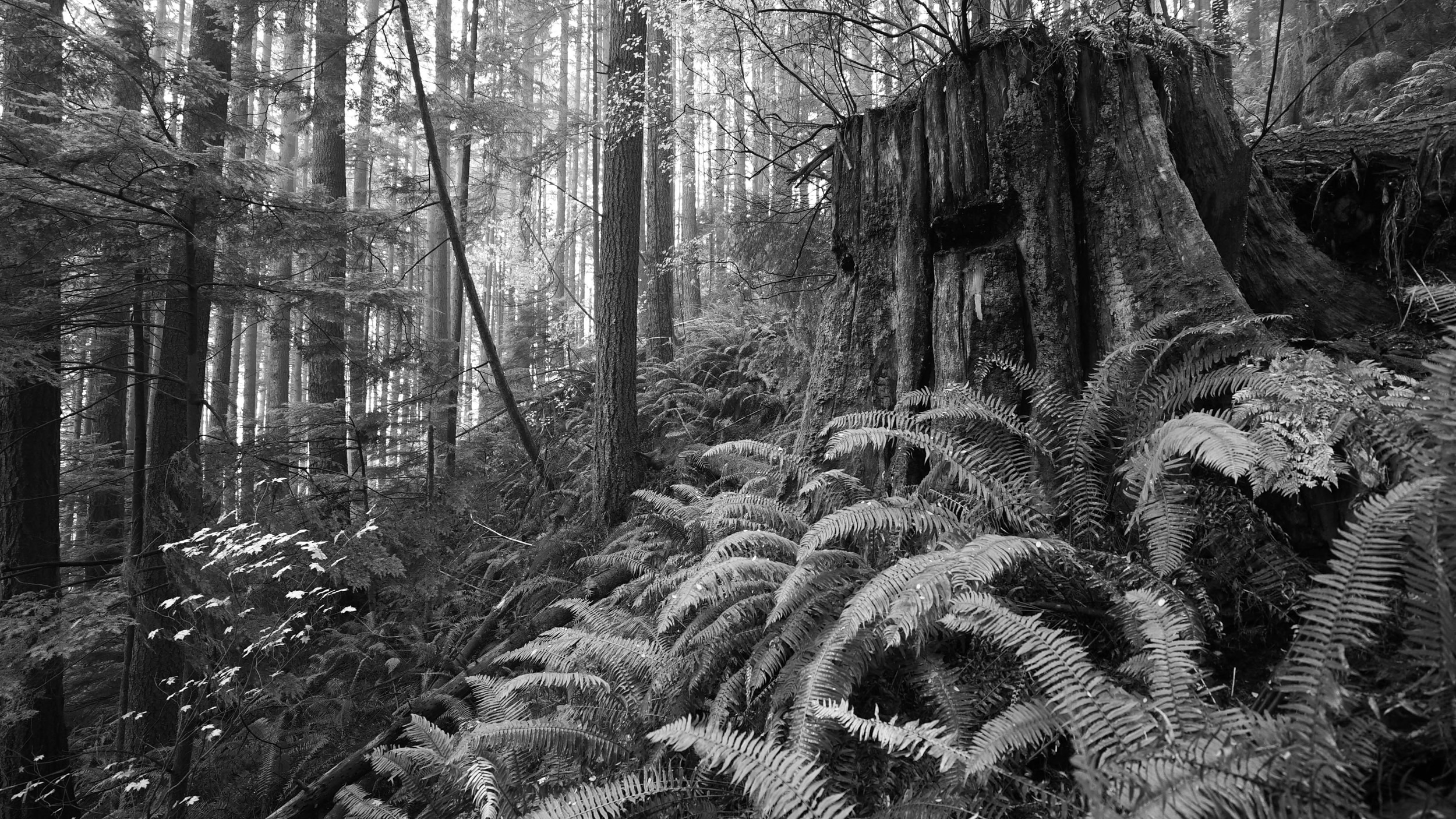 2nd Growth Forest, BC