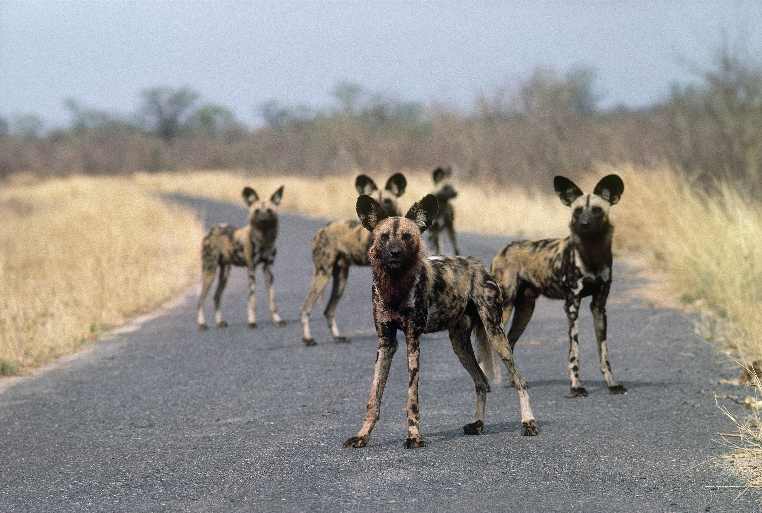 Wild Dogs Zimbabwe